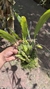 Coelogyne speciosa (Touceira) Lacre 125209 - comprar online