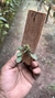 Trichosalpinx orbicularis - Orquidário Aparecida