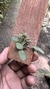 Trichosalpinx orbicularis - Orquidário Aparecida
