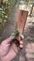 Trichosalpinx orbicularis na internet