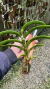 Maxillaria equitans Lacre 0000981 - Orquidário Aparecida