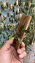 Specklinia grobyi “Amarela” - comprar online