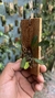 Specklinia grobyi “Amarela” - comprar online