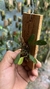 Specklinia grobyi “Amarela”