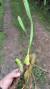 Maxillaria consanguinea - comprar online