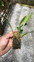 Stelis megantha