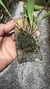 Stelis megantha - comprar online