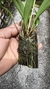 Stelis megantha - Orquidário Aparecida