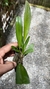 Stelis megantha - loja online