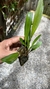 Stelis megantha na internet