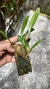 Stelis megantha - comprar online