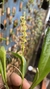 Stelis megantha