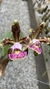 Cattleya schilleriana tipo Lacre 185419 - comprar online