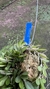 Barbosella handroi (Touceira) Lacre 125232 - Orquidário Aparecida