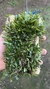 Barbosella handroi (Touceira) Lacre 125232 - comprar online