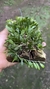 Imagem do Barbosella handroi (Touceira) Lacre 125232
