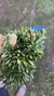 Barbosella handroi (Touceira) Lacre 125232