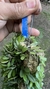 Barbosella handroi (Touceira) Lacre 125232 - loja online
