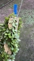 Barbosella handroi (Touceira) Lacre 125232 - Orquidário Aparecida