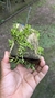 Barbosella handroi (Touceira) Lacre 125232