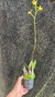 Laelia endsfeldzii Lacre 00093 - Orquidário Aparecida