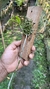 Dendrobium anosmum x Dendrobium aphyllum variedade tipo - comprar online