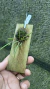 Octomeria leptophylla Lacre 0000148