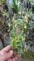 Barbosella handroi (Touceira) Lacre 125232