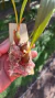 Eria langbianensis