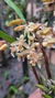 Coelogyne sulphurea - comprar online