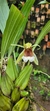 Coelogyne speciosa (Touceira) Lacre 125209 - comprar online