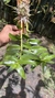 Dendrobium anosmum variedade gigante Tipo - loja online