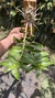 Dendrobium anosmum variedade gigante Tipo na internet