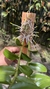 Dendrobium anosmum variedade gigante Tipo - Orquidário Aparecida