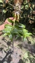 Dendrobium anosmum variedade gigante Tipo