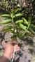 Dendrobium anosmum variedade gigante Tipo na internet