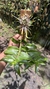 Dendrobium anosmum variedade gigante Tipo - loja online