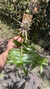 Imagem do Dendrobium anosmum variedade gigante Tipo