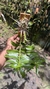 Imagem do Dendrobium anosmum variedade gigante Tipo
