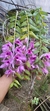 Dendrobium anosmum variedade gigante Tipo - comprar online