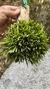 Acianthera sonderiana (Mega touceira) Lacre 185454 - comprar online