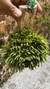 Acianthera sonderiana (Mega touceira) Lacre 185454 - Orquidário Aparecida