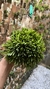 Acianthera sonderiana (Mega touceira) Lacre 185454 - comprar online