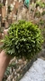 Acianthera sonderiana (Mega touceira) Lacre 185454