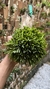 Acianthera sonderiana (Mega touceira) Lacre 185454 - loja online