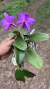 Cattleya walkeriana Dayane wenzel x Ivanhoé x Marcelo terra tipo Lacre 0000354 na internet