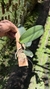 Cattleya LC. aloha case - loja online