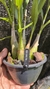 Epidendrum campestre “Tipo” Lacre 19516 - loja online