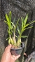 Epidendrum campestre “Tipo” Lacre 19516