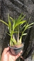 Epidendrum campestre “Tipo” Lacre 19516 na internet